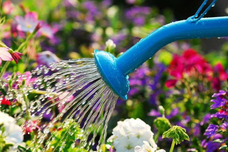 Cómo cuidar tus plantas en verano: consejos esenciales para enfrentar el calor y la sequía